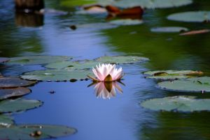 Tatchan Pond in Tokyo: The Sad Legend Behind Yakebe Pond