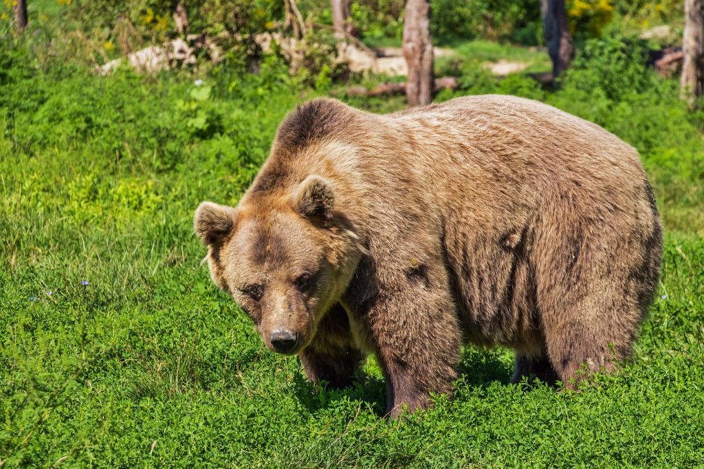 The Sankebetsu Brown Bear Incident: Hokkaido’s Deadliest Bear Attack