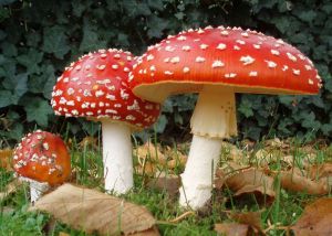 Japan’s Most Dangerous Poisonous Mushrooms: 3 Deadly Fungi to Know Before Foraging