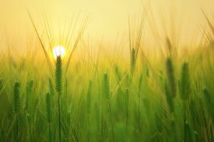 Imported Wheat Horror in Japan: The “Japanese Will Eat It” Herbicide Allegation