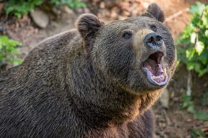 The Fukuoka University Wandervogel Bear Attack: A Terrifying Tragedy in Hokkaido’s Hidaka Mountains