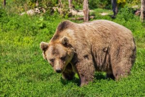 The Sankebetsu Brown Bear Incident: Hokkaido’s Deadliest Bear Attack