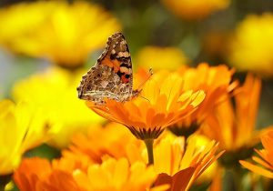 Choyo no Sekku: Japan’s Chrysanthemum Festival of Double Yang, Longevity, and Warding Off Evil