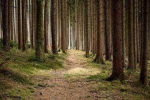 California Hiking Trail Closed Over Unknown Hazard After Family and Dog Found Dead