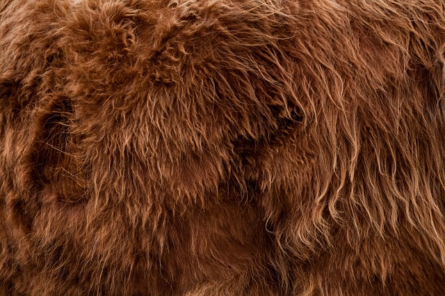 Bigfoot: Inside the UMA Legend Some Say Is 95% Real