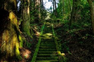 How Much Should You Offer at a Japanese Shrine? Saisen Etiquette for Travelers