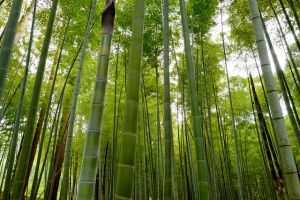 Kashima Jingu and Japan’s Ley Lines: Mount Fuji, Suwa Taisha, and a Sacred Eastern Edge