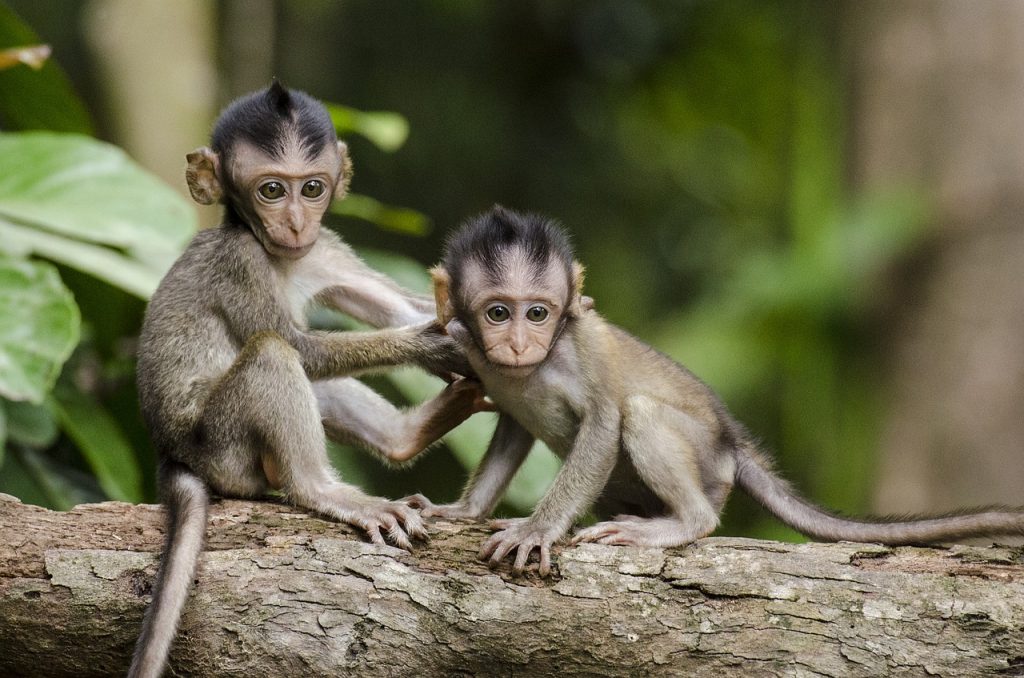 Anunnaki and the Missing Link, Part 3: Evolution’s Unsettling Gaps