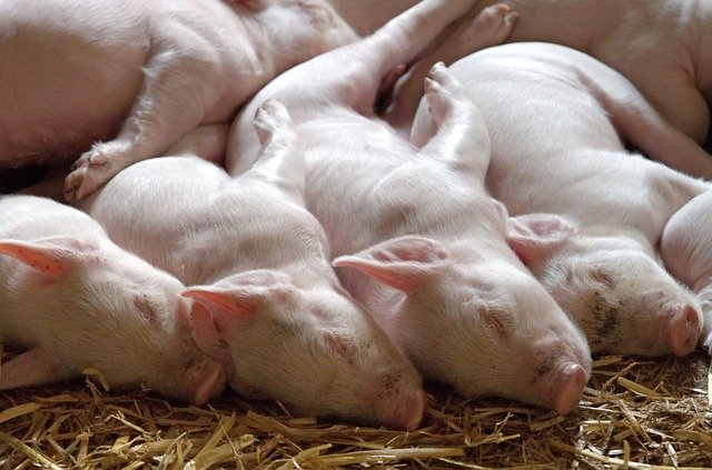 Robert Pickton: Canada’s Pig Farm Serial Killer and the Horrifying Meat Rumors