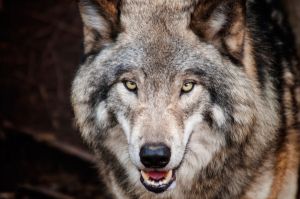 Rabies: The Deadly Virus Behind Vampire and Zombie Legends?