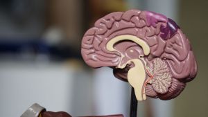 Thought Experiment: Epiphenomenalism, Qualia, and the Question of Free Will