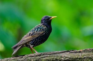 Mysterious Bird Deaths in Shibuya: Viral Rumors From Tokyo’s Youth District