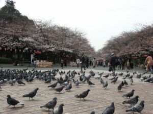 Ueno Onshi Park: Haunted History and Eerie Stories from Tokyo’s Ueno Park